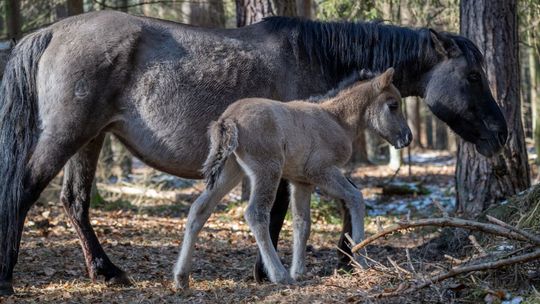 Narodziny młodych w hodowli koników polskich w RPN