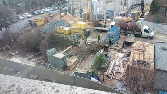 Wycinka drzew przy Walecznych Wycinka drzew przy Walecznych