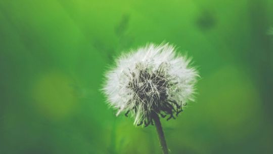  dr hab. n. med. Monika Cendrowska-Pinkosz