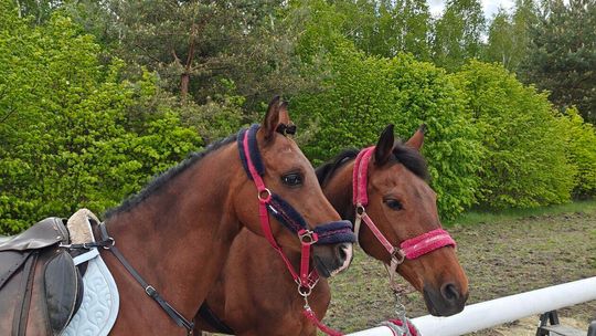 III Konkurs i Pokaz Wszechstronnej Użyteczności Koni w Kaniem-Stacja