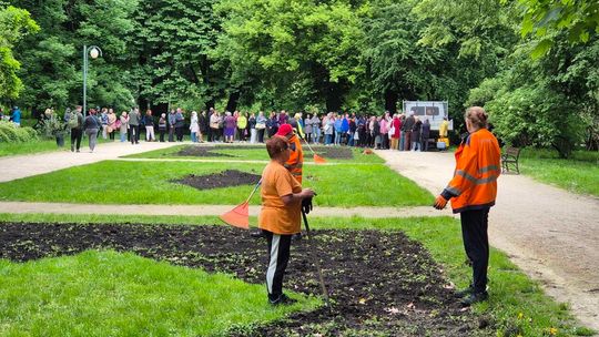 Darmowe bratki w Ogrodzie Saskim