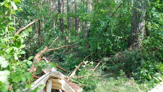 Miejsce wypadku w lesie w gm. Gościeradów