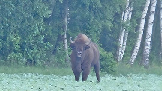 Żubr w gminie Biała Podlaska 
