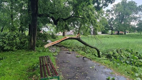 Zniszczenia drzew w radzyńskim parku 