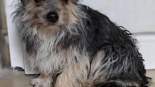 Psiaki z lubelskiego schroniska szukają kochającego domu 