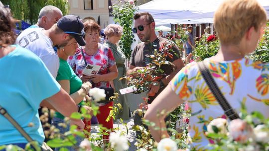 Święto róż w Końskowoli.