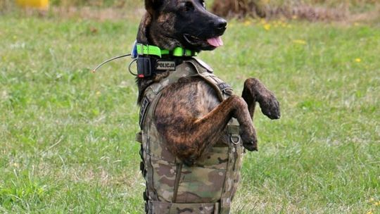 Szkolenie psów policyjnych