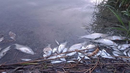 Czarny szłam i śnięte ryby – ekologiczna katastrofa w Stańkowie Czarny szłam i śnięte ryby – ekologiczna katastrofa w Stańkowie