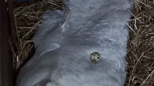 Mały paw w Ogrodzie Saskim