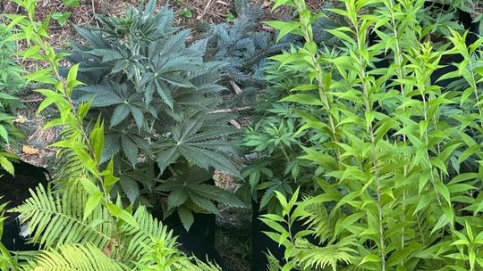 Akcja puławskich kryminalnych w domu 28-latka Akcja puławskich kryminalnych w domu 28-latka