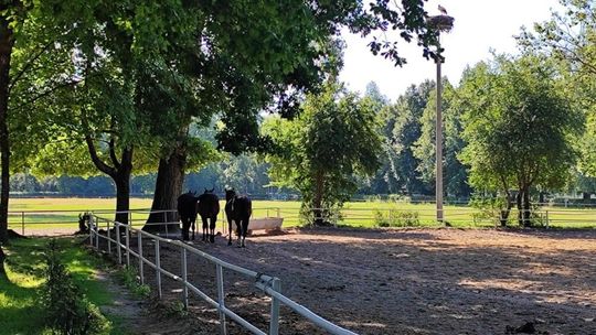 Stadnina w Janowie Podlaskim Stadnina w Janowie Podlaskim