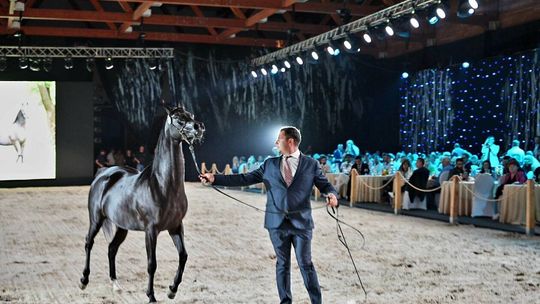 Dni Konia Arabskiego w Janowie Podlaskim Dni Konia Arabskiego w Janowie Podlaskim