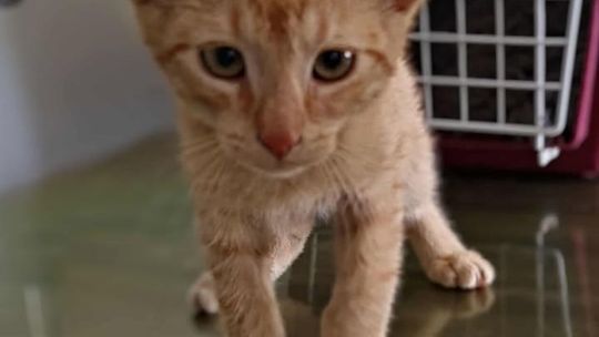 Koci herosi z lubelskiego schroniska polecają się do adopcji