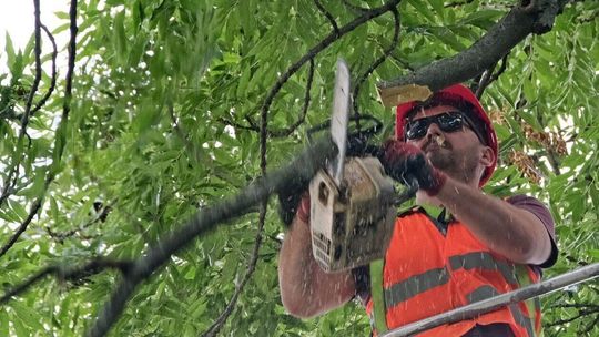 Prześwietlanie drzew w Ogrodzie Saskim