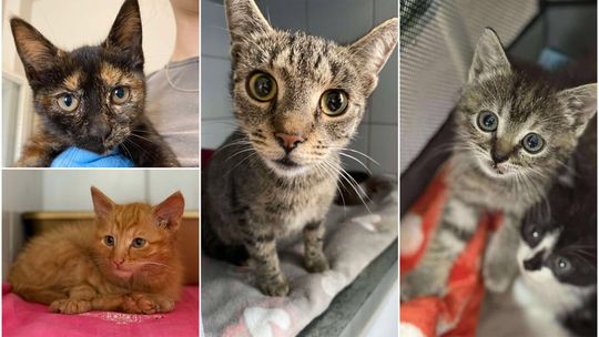 Koty do adopcji ze Schroniska dla Bezdomnych Zwierząt w Lublinie