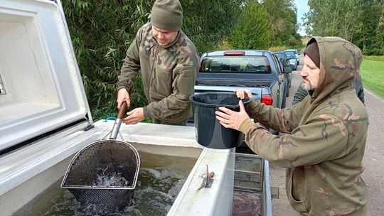 Zarybianie pstrągami rzeki Por w gminie Sułów Zarybianie pstrągami rzeki Por w gminie Sułów