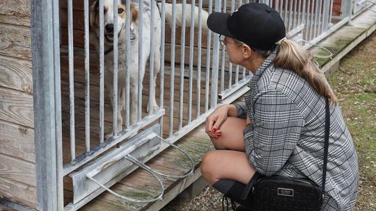 Dzień otwarty w schronisku dla bezdomnych zwierząt Dzień otwarty w schronisku dla bezdomnych zwierząt