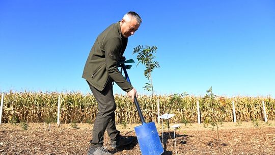 70 drzew na 70-lecie UP 70 drzew na 70-lecie UP