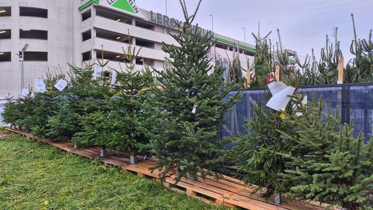 Sprzedaż choinek przed Galerią Olimp Sprzedaż choinek przed Galerią Olimp
