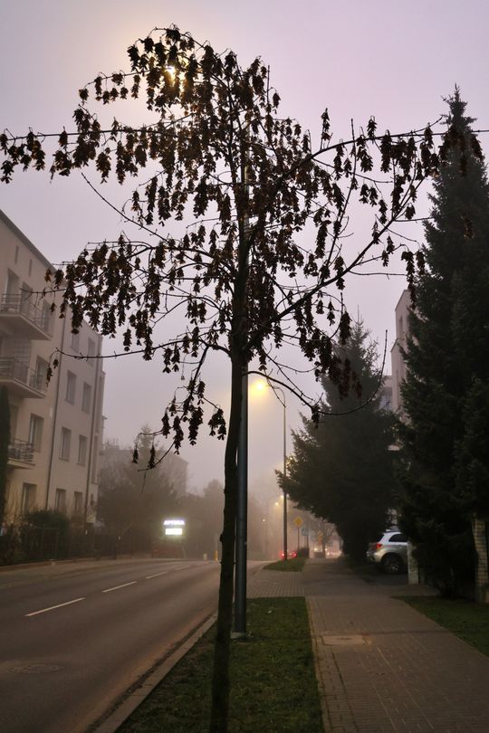 Miasto w porannej mgle. 