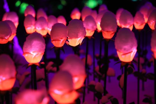 Lumina Park w zimowej odsłonie.