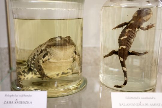 Noc biologów na UMCS.