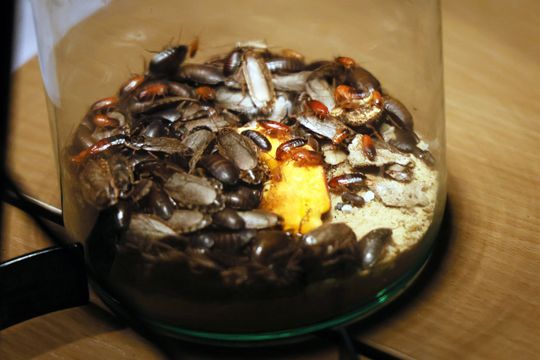 Noc biologów na UMCS.