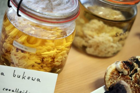 Noc biologów na UMCS.