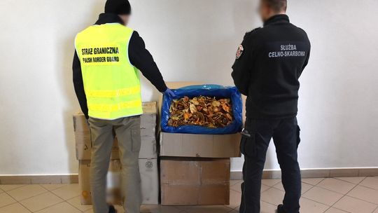 nielegalne muchomory ukryte w paczkach