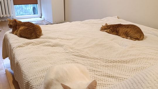 Kocia galeria z okazji Dnia Kota