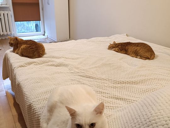 Kocia galeria z okazji Dnia Kota