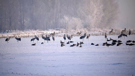 przylot żurawi na Polesie 