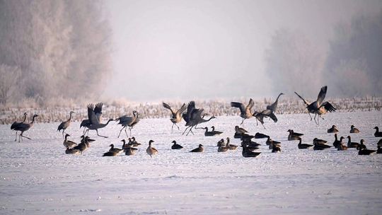 przylot żurawi na Polesie 