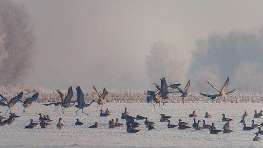 przylot żurawi na Polesie 