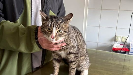 Słodkie koty do adopcji z lubelskiego schroniska