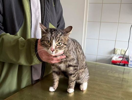 Słodkie koty do adopcji z lubelskiego schroniska