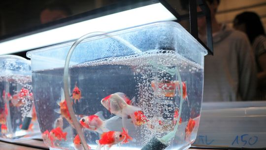 Targi egzotycznych zwierząt w Targach Lublin.