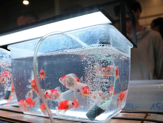 Targi egzotycznych zwierząt w Targach Lublin.