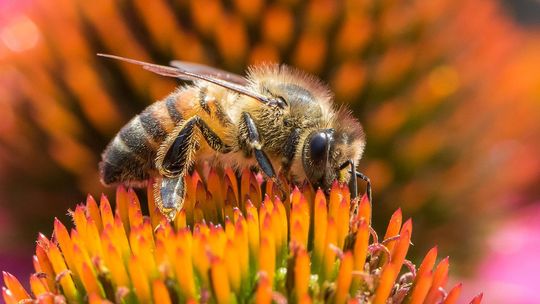 35-lecie Fotoklubu Podlaskiego. Przegląd zdjęć pasjonatów