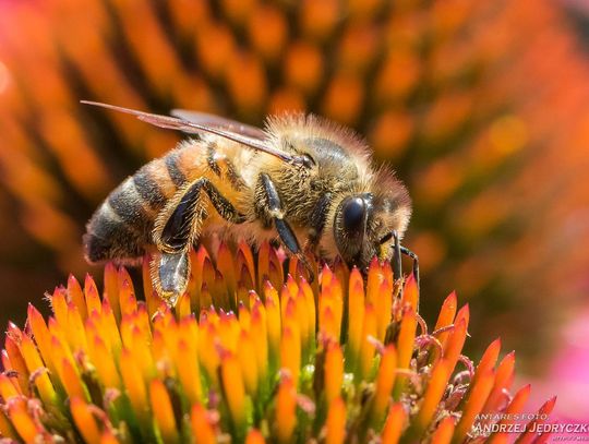 35-lecie Fotoklubu Podlaskiego. Przegląd zdjęć pasjonatów