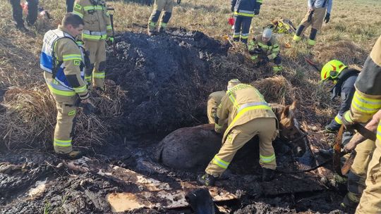 Konie uwięzione w bagnie w Stulnie 