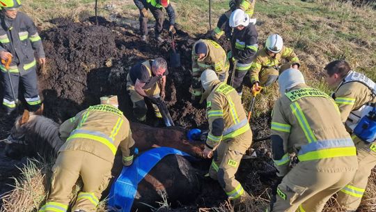 Konie uwięzione w bagnie w Stulnie 