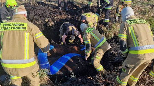 Konie uwięzione w bagnie w Stulnie 