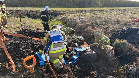 Konie uwięzione w bagnie w Stulnie 