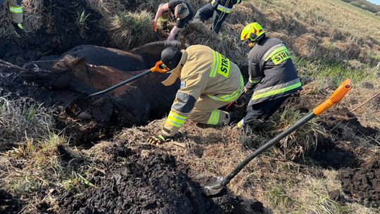 Konie uwięzione w bagnie w Stulnie 