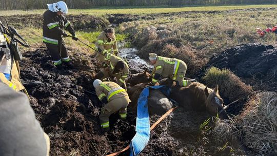 Konie uwięzione w bagnie w Stulnie 