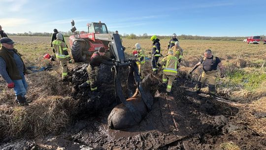 Konie uwięzione w bagnie w Stulnie 
