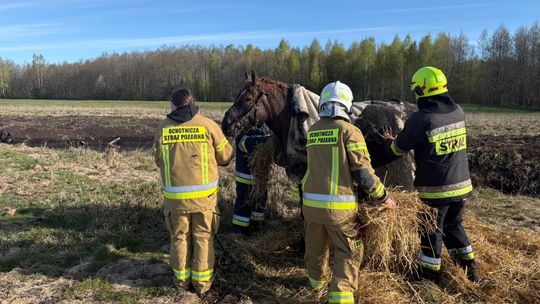 Konie uwięzione w bagnie w Stulnie 