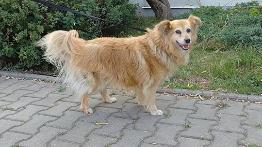 Psiaki z lubelskiego schroniska polecają się do adopcji