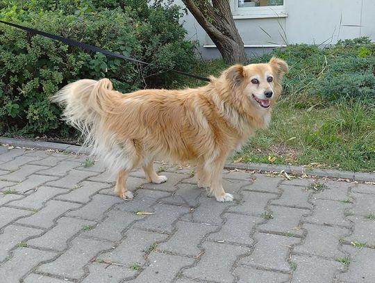 Psiaki z lubelskiego schroniska polecają się do adopcji